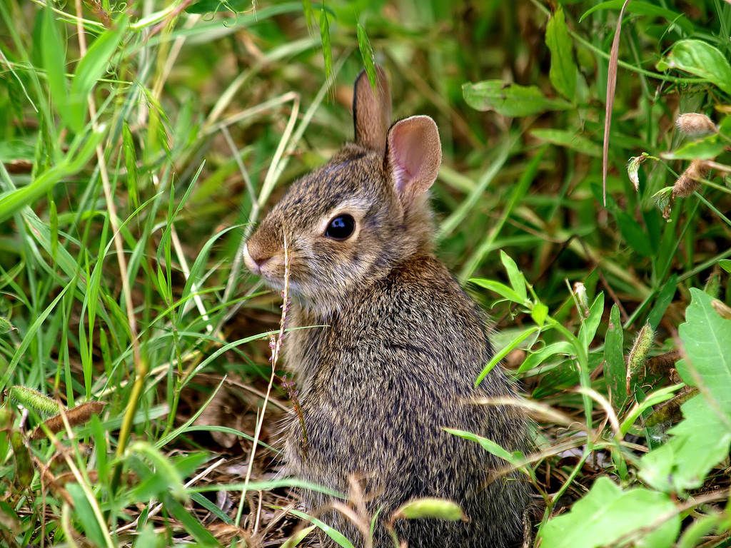 Eastern Cottontail from Rowlett Creek Nature Preserve area on May 28 ...