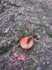 Phaeomarasmius