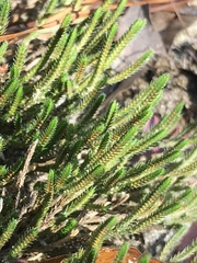 Selaginella corallina
