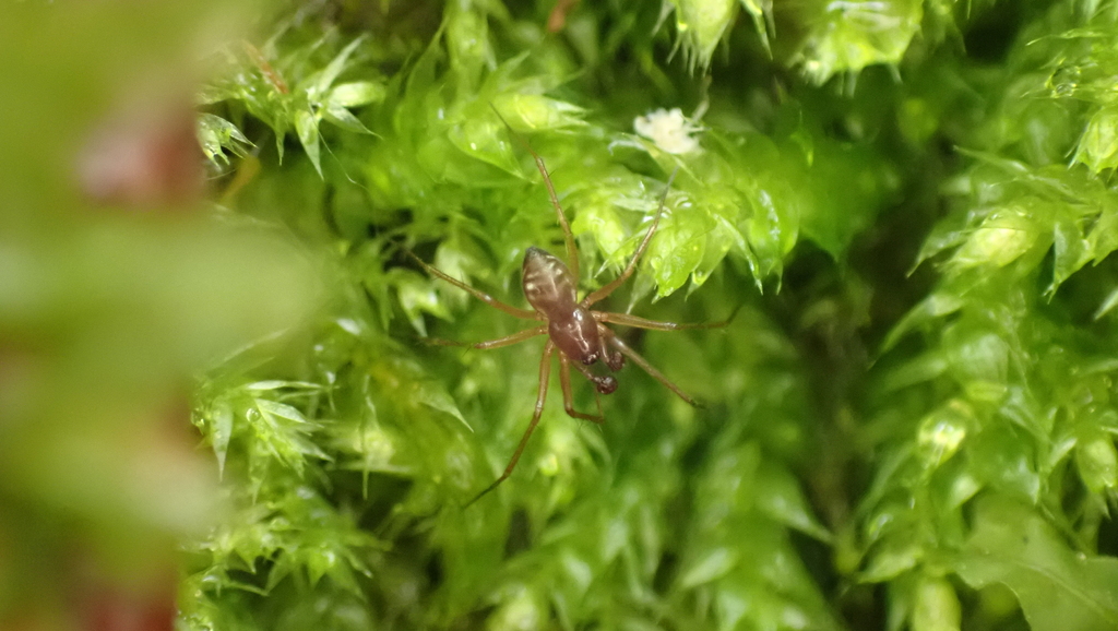 Tenuiphantes zimmermanni
