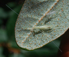 Oecanthus exclamationis