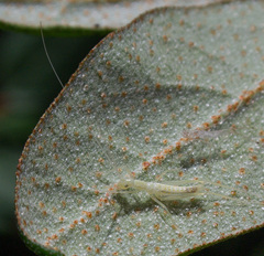 Oecanthus exclamationis