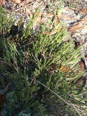 Selaginella corallina