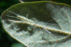 Oecanthus exclamationis