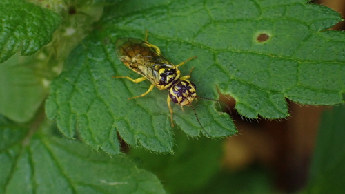 Pamphilius varius