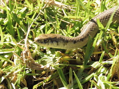 Thamnophis conanti