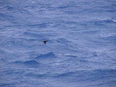Procellaria westlandica