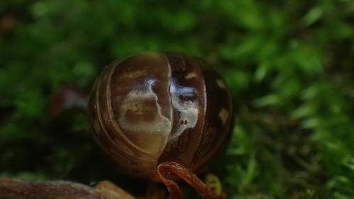 Loboglomeris pyrenaica