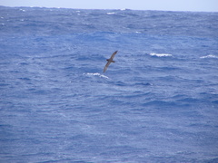 Procellaria westlandica