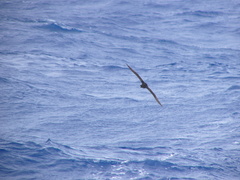 Procellaria westlandica
