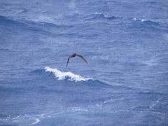 Procellaria westlandica