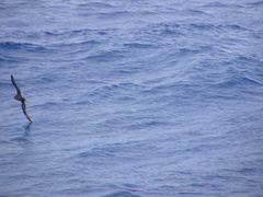 Procellaria westlandica