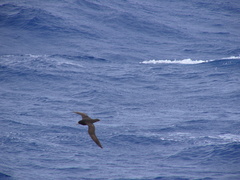 Procellaria westlandica