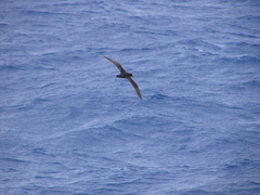 Procellaria westlandica