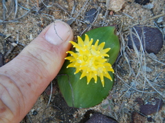 Massonia triflora
