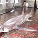Bigeye Thresher Shark - Photo (c) Gonzalo Mucientes Sandoval, some rights reserved (CC BY-NC-SA), uploaded by Gonzalo Mucientes Sandoval
