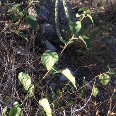 Acalypha californica