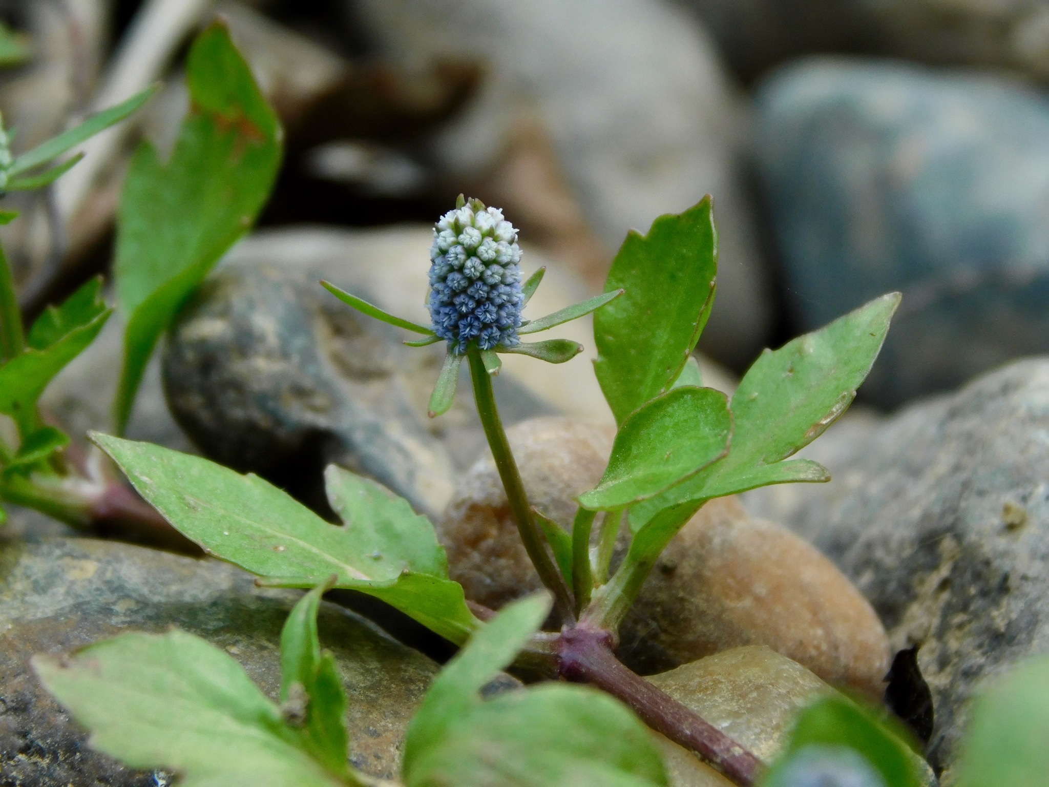Eryngium prostratum