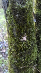 Micrommata virescens