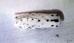 Hypercompe permaculata