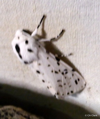 Hypercompe permaculata