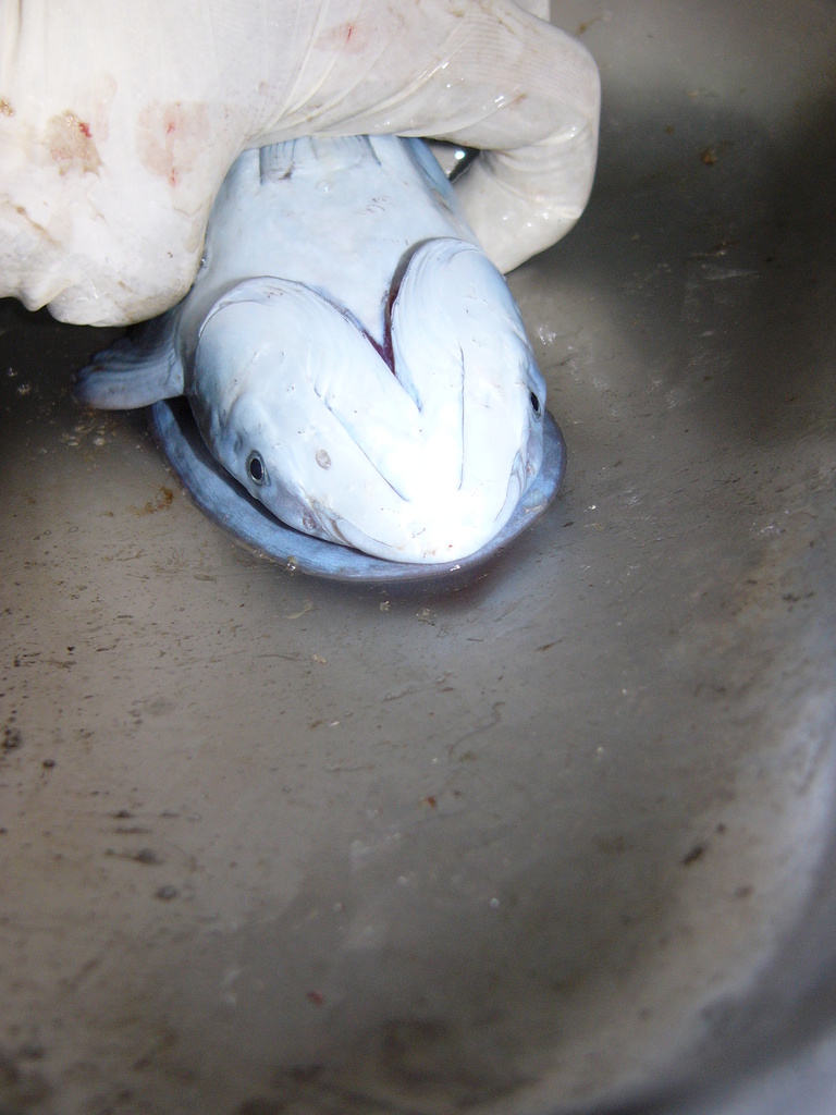 Hardfin marlinsucker (Remora osteochir) — Echeneidae