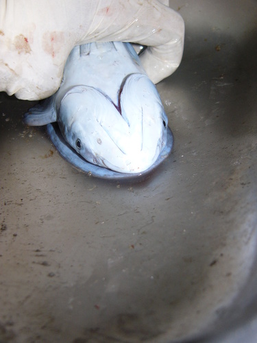 Hardfin marlinsucker (Remora osteochir) — Echeneidae