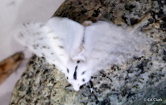 Hypercompe permaculata