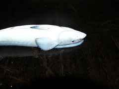 Remora osteochir
