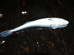 Remora osteochir