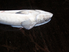 Remora osteochir