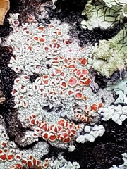 Haematomma accolens