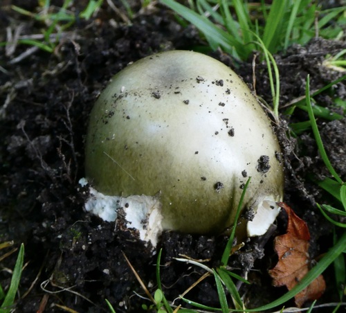 Deathcap