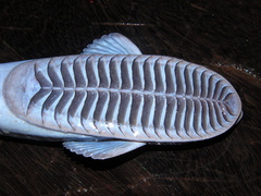 Remora osteochir