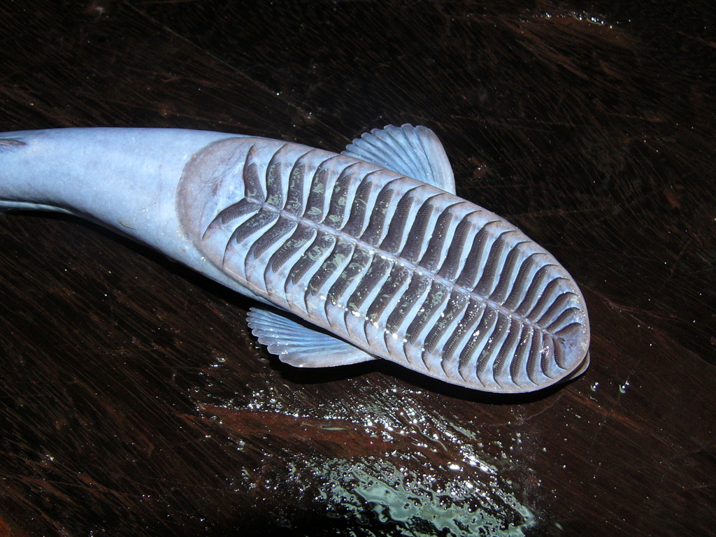 Remora