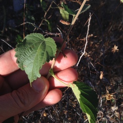 Acalypha californica