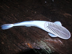 Remora osteochir