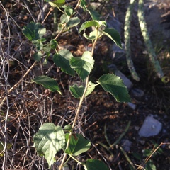 Acalypha californica