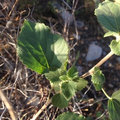 Acalypha californica