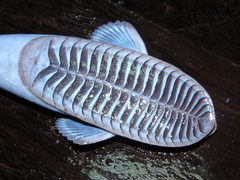 Remora osteochir