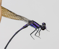 Argia schneideri