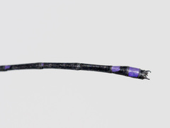 Argia schneideri