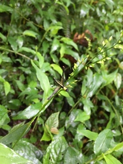 Paramastax mariaetheresiae