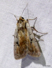 Setagrotis pallidicollis