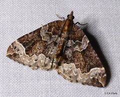 Eulithis destinata