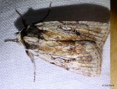 Setagrotis pallidicollis