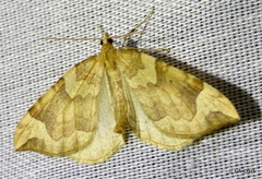 Eulithis propulsata