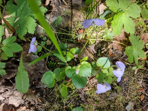 Rivinijeva ljubica (Viola riviniana)