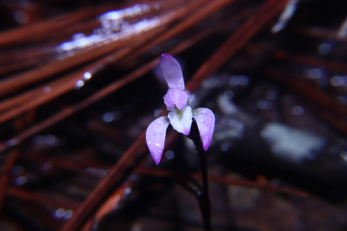 Image of Triphora Gallegosii (Triphora gallegosii) by (c) Dante S. Figueroa, some rights reserved (CC BY-SA)