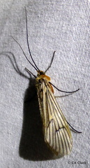 Dicosmoecus